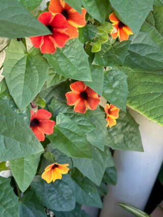 Thunbergia alata 'Tangerine Slice' au début de l'été sur mon balcon parisien, Paris 19e (75)