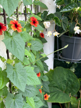 Thunbergia alata 'Tangerine Slice' en été sur mon balcon, Paris 19e (75)