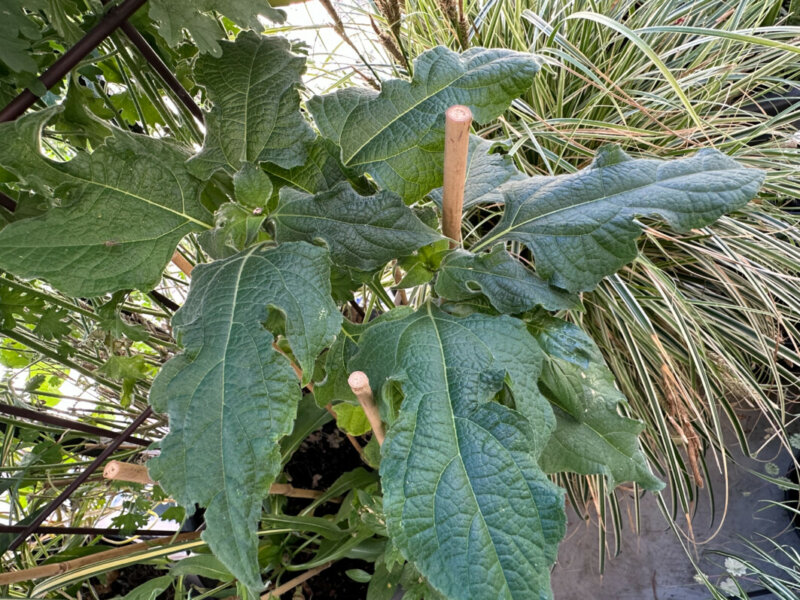 Tithonia rotundifolia ‘Torch’ au début de l'été sur mon balcon parisien, Paris 19e (75)