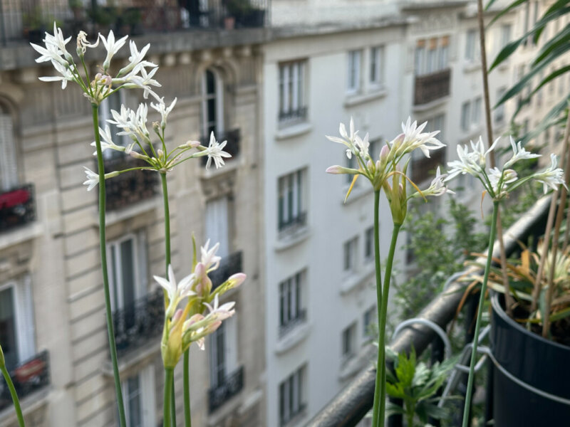 Tulbaghia violacea ‘Pearl’ au printemps sur mon balcon parisien, Paris 19e (75)