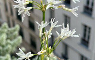 Tulbaghia violacea ‘Pearl’ au printemps sur mon balcon parisien, Paris 19e (75)