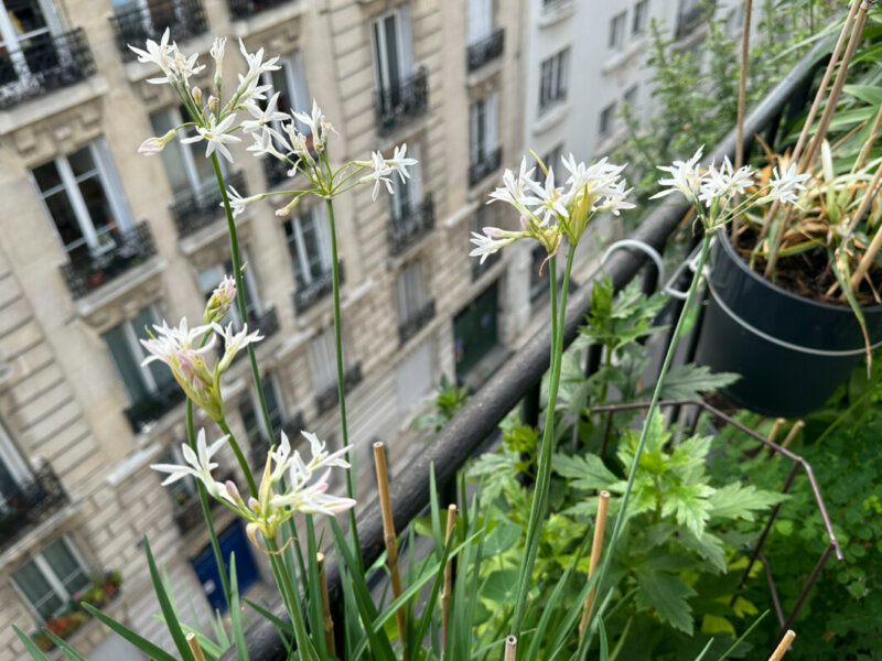 Tulbaghia violacea ‘Pearl’ au printemps sur mon balcon parisien, Paris 19e (75)