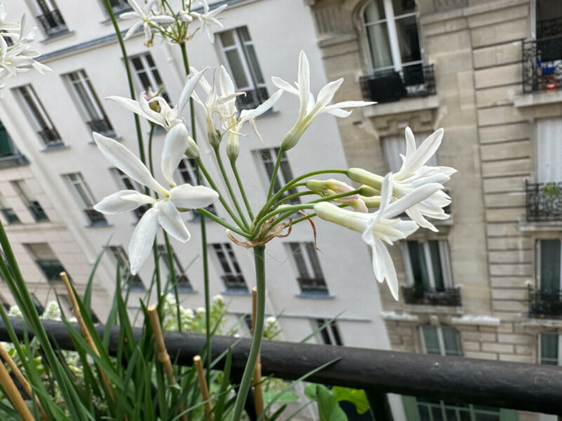 Tulbaghia violacea ‘Pearl’ au printemps sur mon balcon parisien, Paris 19e (75)