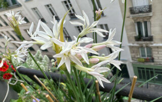 Tulbaghia violacea ‘Pearl’ au printemps sur mon balcon parisien, Paris 19e (75)