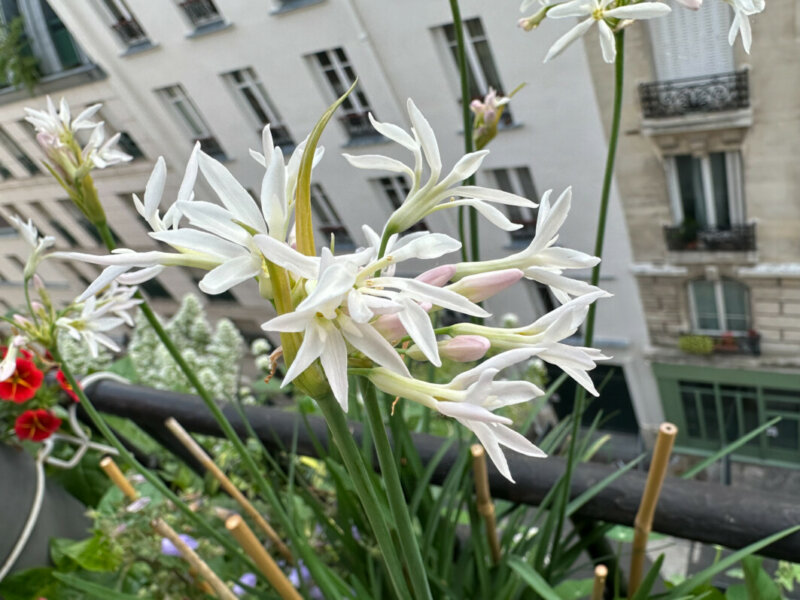 Tulbaghia violacea ‘Pearl’ au printemps sur mon balcon parisien, Paris 19e (75)