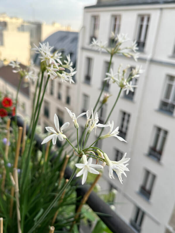 Tulbaghia violacea ‘Pearl’ au printemps sur mon balcon parisien, Paris 19e (75)