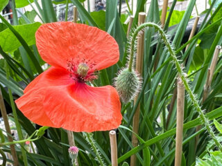 Coquelicot en été sur mon balcon, Paris 19e (75)