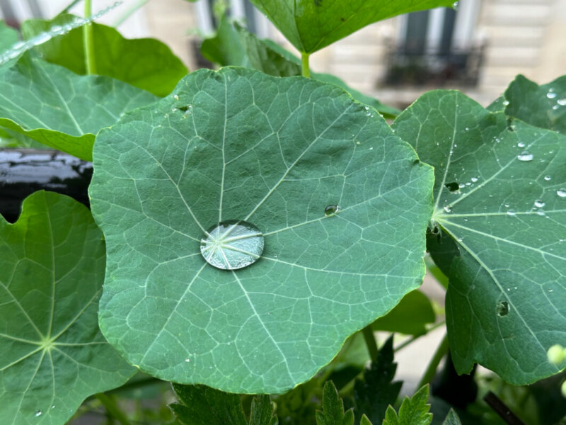 Goutte d'eau sur une feuille de capucine en été sur mon balcon, Paris 19e (75)