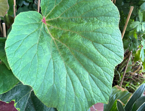 Mon bégonia ‘Torsa’ a des feuilles gigantesques