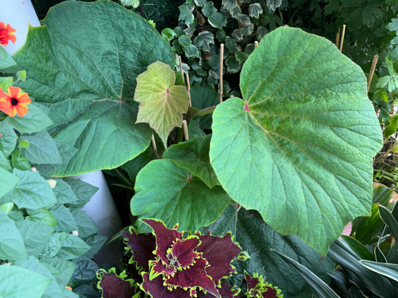 Begonia 'Torsa' en été sur mon balcon, Paris 19e (75)