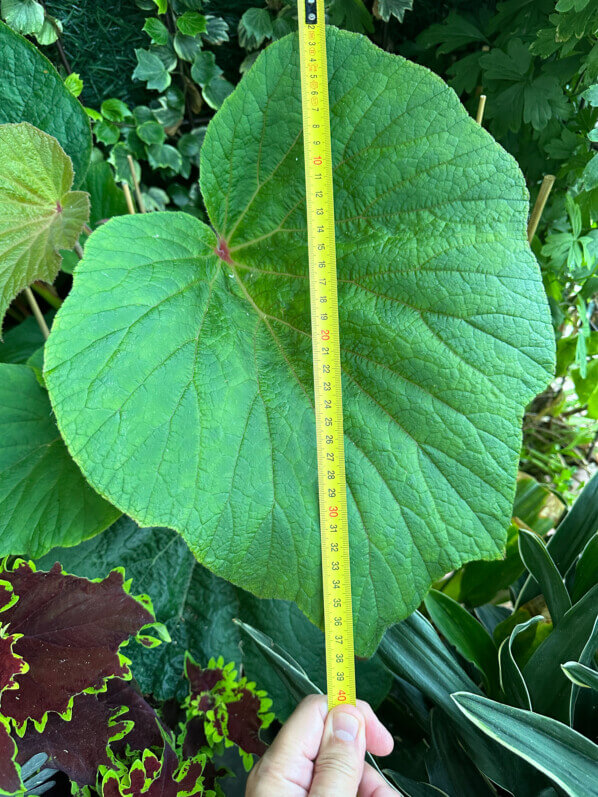 Begonia 'Torsa' en été sur mon balcon, Paris 19e (75)