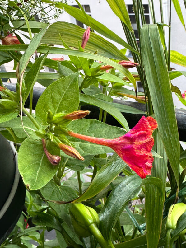 Belle de nuit 'Arlequin', Mirabilis jalapa, en été sur mon balcon, Paris 19e (75)