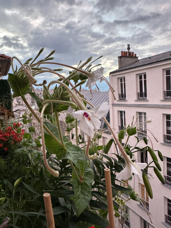 Floraison de Mirabilis longiflora en été sur mon balcon, Paris 19e (75)