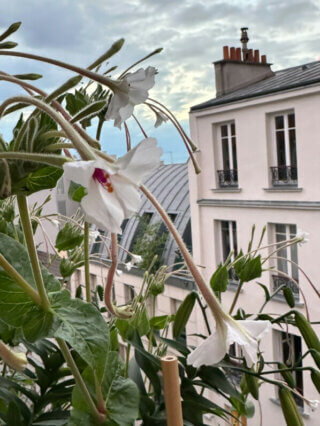 Floraison de Mirabilis longiflora en été sur mon balcon, Paris 19e (75)