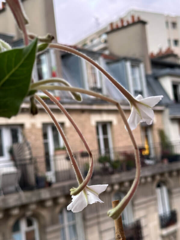 Floraison de Mirabilis longiflora en été sur mon balcon, Paris 19e (75)