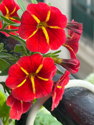 Calibrachoa Cabaret Special Red Kiss en été sur mon balcon, Paris 19e (75)