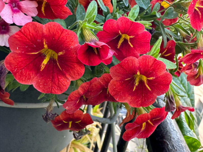 Calibrachoa Cabaret Special Red Kiss en été sur mon balcon, Paris 19e (75)