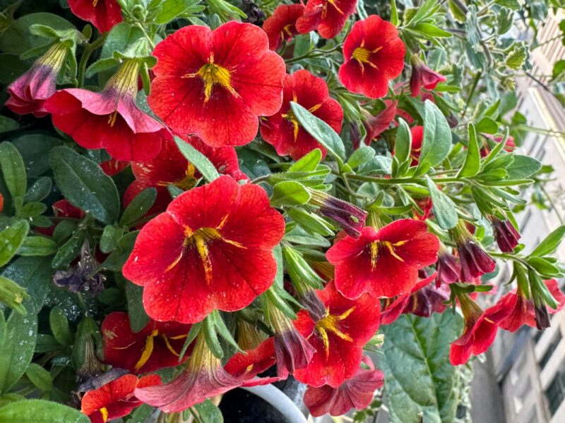 Calibrachoa Cabaret Special Red Kiss en été sur mon balcon, Paris 19e (75)