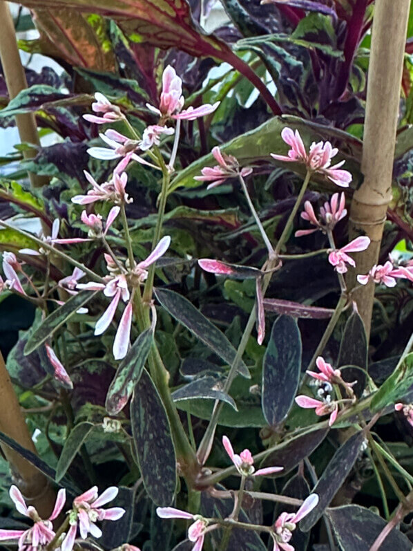 Chamaesyce (Euphorbia) hypericifolia Flamingo Rose en été sur mon balcon, Paris 19e (75)