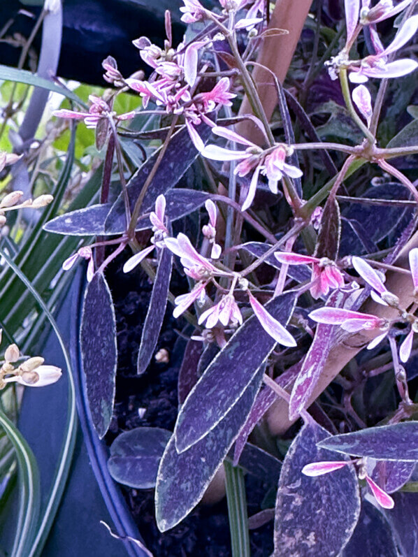 Chamaesyce (Euphorbia) hypericifolia Flamingo Rose en été sur mon balcon, Paris 19e (75)