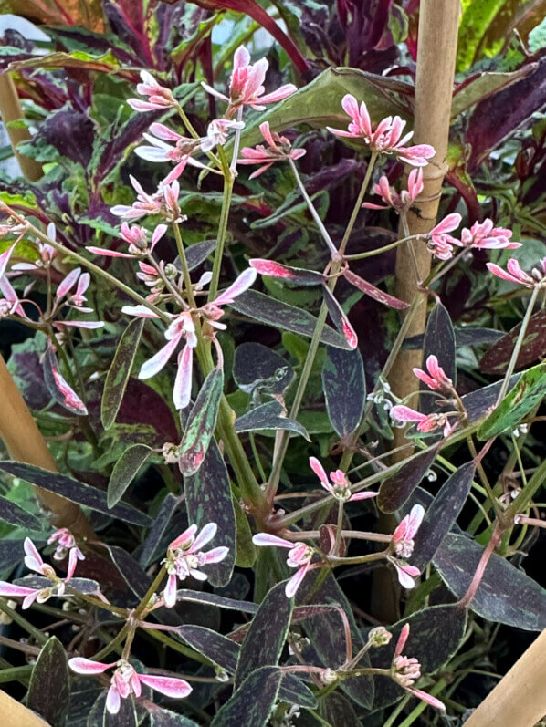 Chamaesyce (Euphorbia) hypericifolia Flamingo Rose en été sur mon balcon, Paris 19e (75)