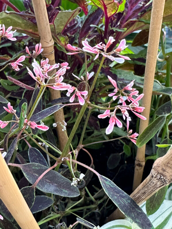 Chamaesyce (Euphorbia) hypericifolia Flamingo Rose en été sur mon balcon, Paris 19e (75)