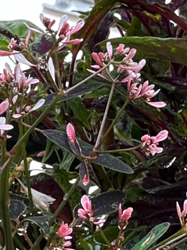 Chamaesyce (Euphorbia) hypericifolia Flamingo Rose en été sur mon balcon, Paris 19e (75)