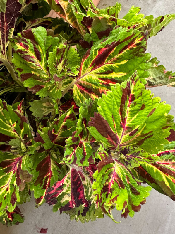 Coléus (Solenostemon) Kong en été sur mon balcon, Paris 19e (75), 19 juillet 2024, photo Alain Delavie