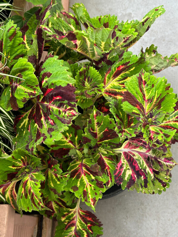 Coléus (Solenostemon) Kong en été sur mon balcon, Paris 19e (75)