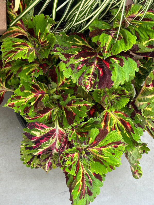 Coléus (Solenostemon) Kong en été sur mon balcon, Paris 19e (75)