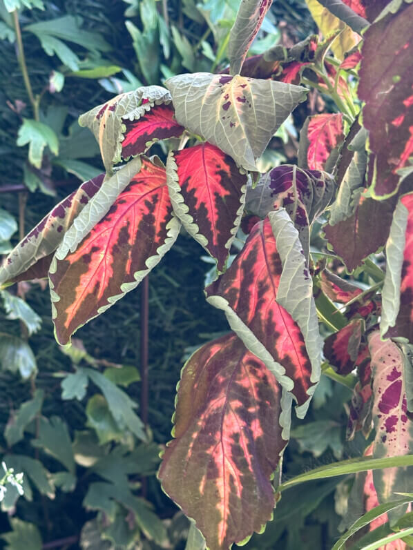 Coleus (Solenostemon) après un excès d'arrosage en été sur mon balcon, Paris 19e (75)