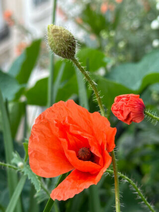 Coquelicot en été sur mon balcon, Paris 19e (75)