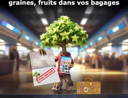 Santé des végétaux : la France participe à la campagne européenne de sensibilisation sur les dangers de l’importation des végétaux