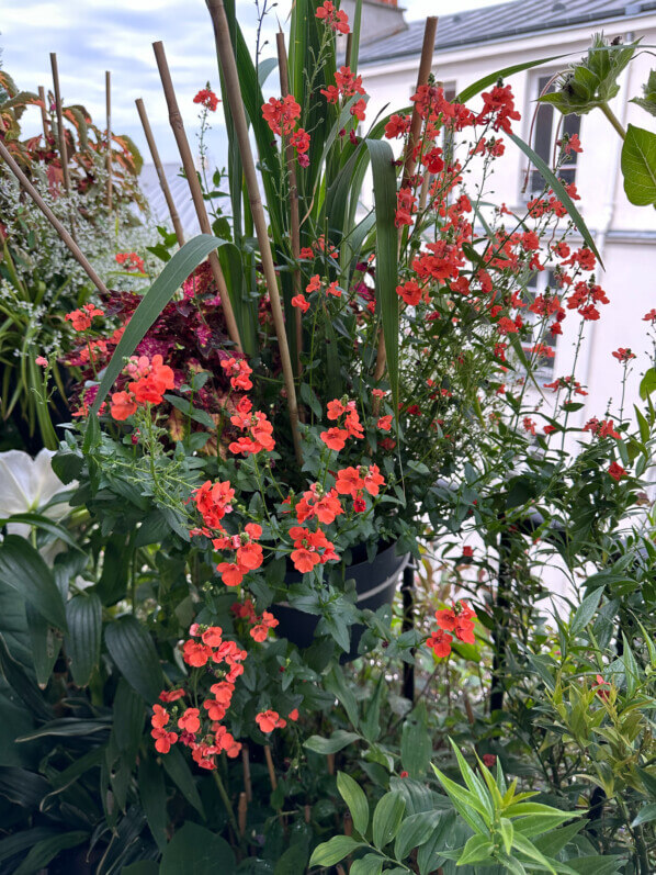 Diascia en été sur mon balcon, Paris 19e (75)