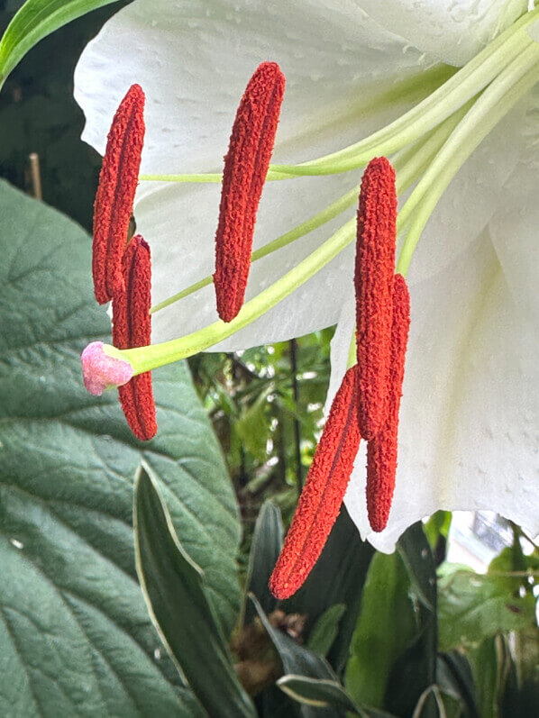 Étamines du Lis oriental 'Siberia' en été sur mon balcon, Paris 19e (75)