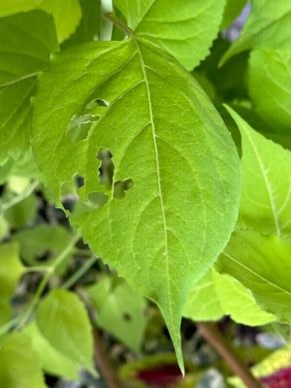 Feuille de Leycesteria dévorée par une chenille en été sur mon balcon, Paris 19e (75)