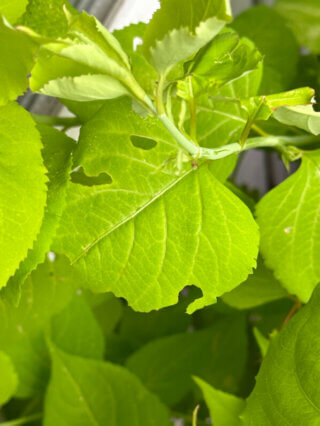 Feuille de Leycesteria dévorée par une chenille en été sur mon balcon, Paris 19e (75)