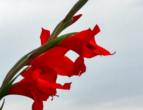 Premières fleurs du Gladiolus primulinus ‘Mirella’