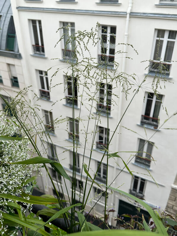 Phaenosperma globosa en été sur mon balcon, Paris 19e (75)