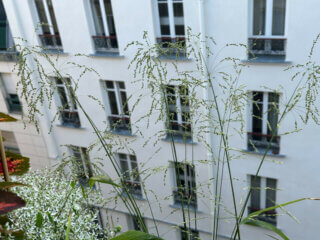 Phaenosperma globosa en été sur mon balcon, Paris 19e (75)
