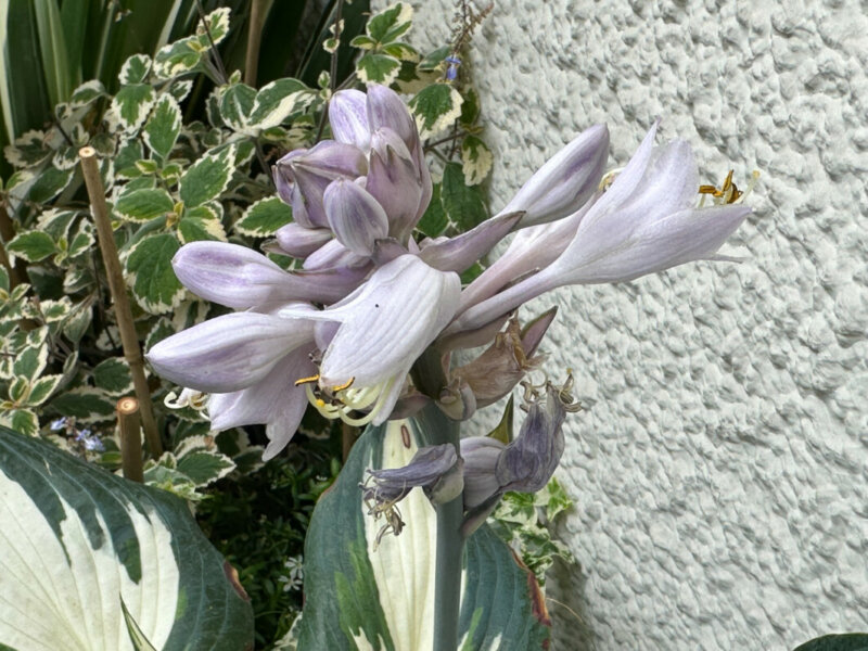 Hosta 'Blue Ivory' en été sur mon balcon, Paris 19e (75)