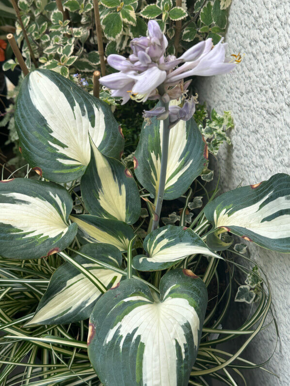 Hosta 'Blue Ivory' en été sur mon balcon, Paris 19e (75)