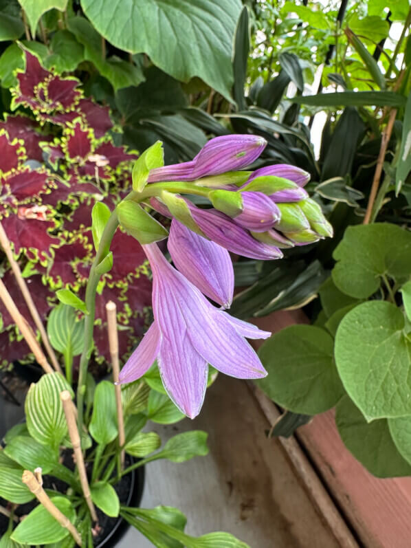 Hosta 'Siberian Tiger' en été sur mon balcon, Paris 19e (75)