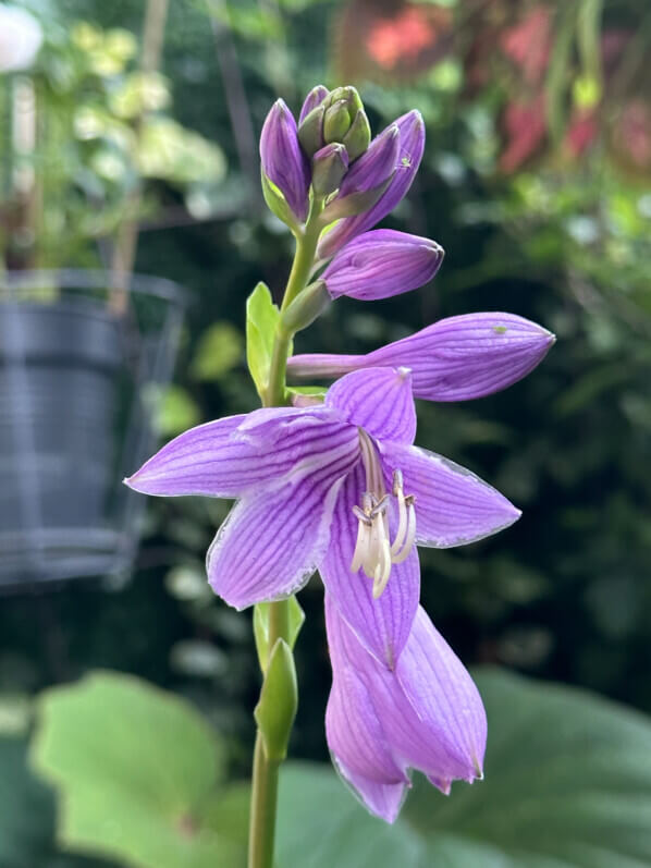 Hosta 'Siberian Tiger' en été sur mon balcon, Paris 19e (75)