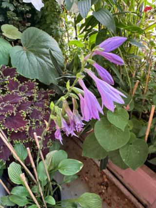 Hosta 'Siberian Tiger' en été sur mon balcon, Paris 19e (75)