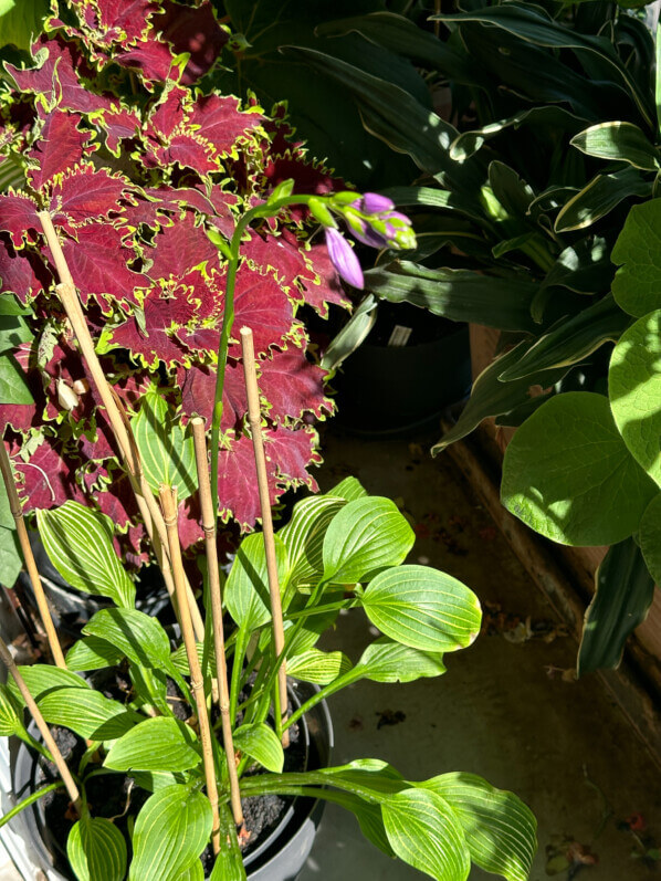 Hosta 'Siberian Tiger' en été sur mon balcon, Paris 19e (75)