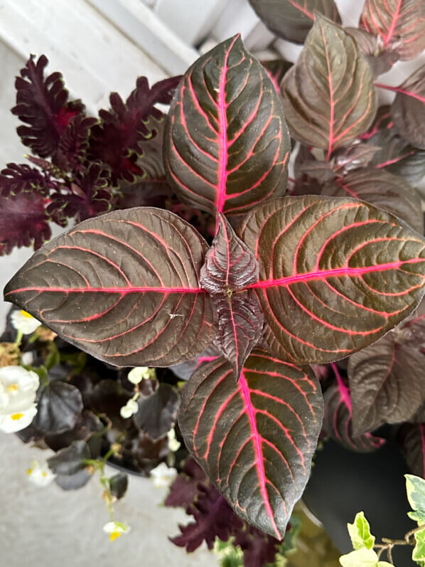 Iresine herbstii 'Brillantissima' en été sur mon balcon, Paris 19e (75)