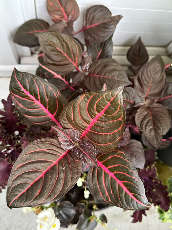 Iresine herbstii 'Brillantissima' en été sur mon balcon, Paris 19e (75)