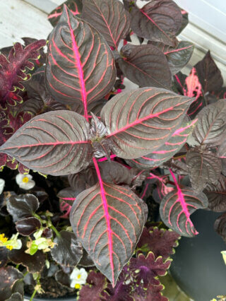 Iresine herbstii 'Brillantissima' en été sur mon balcon, Paris 19e (75)