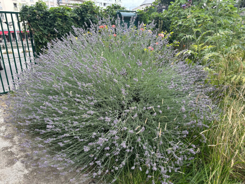 Lavande fleurie en été dans le jardin partagé Charmante Petite Campagne Urbaine, Paris 19e (75)